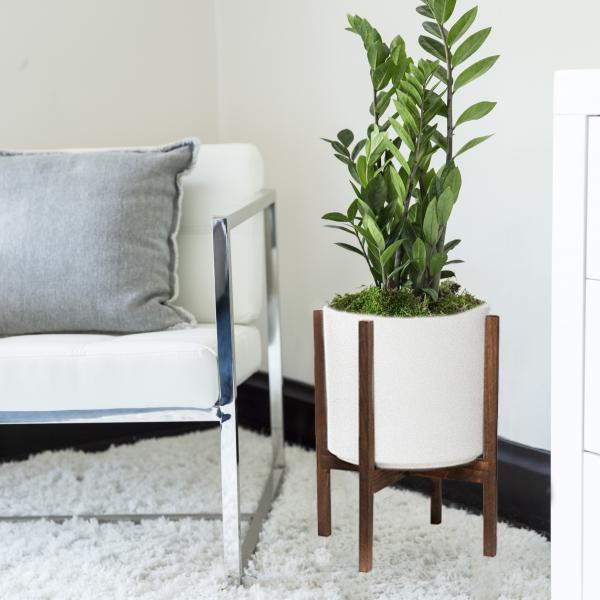 Small Zz Plant image