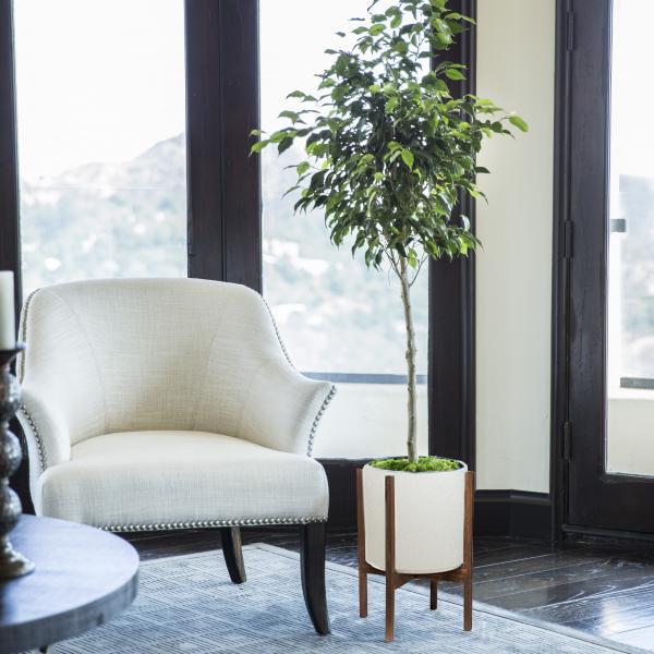 Small Ficus Midnight image