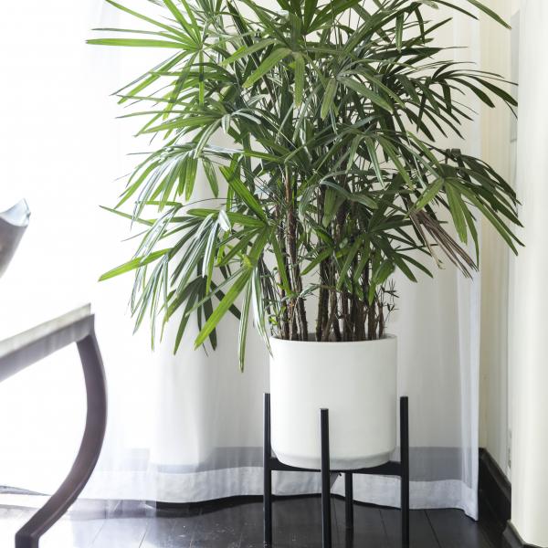 Large Rhapis Palm image