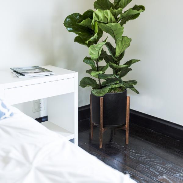 Small Fiddle Leaf Fig Column image