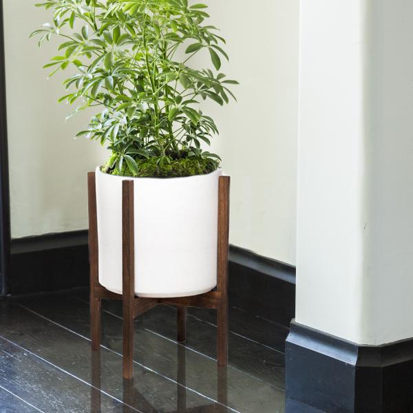 Medium Schefflera Plant image