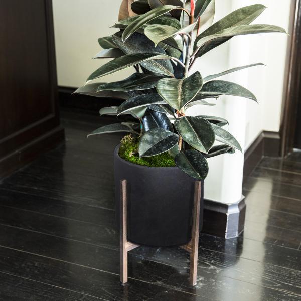 Large Burgundy Rubber Plant image