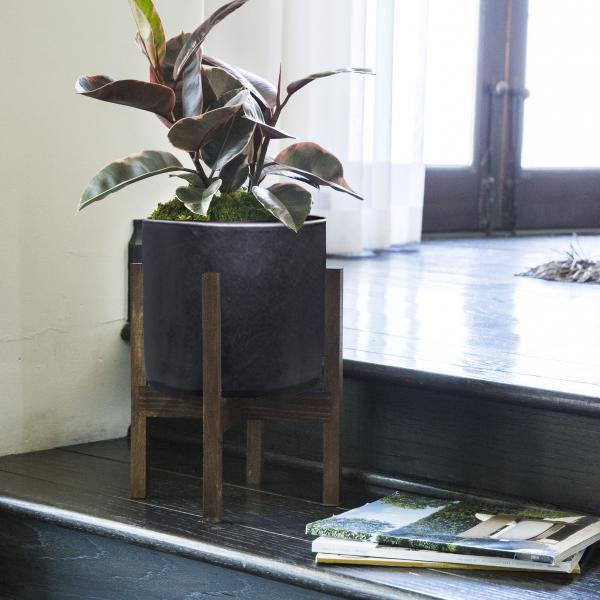 Rubber Tree With Cylinder Pot Small image