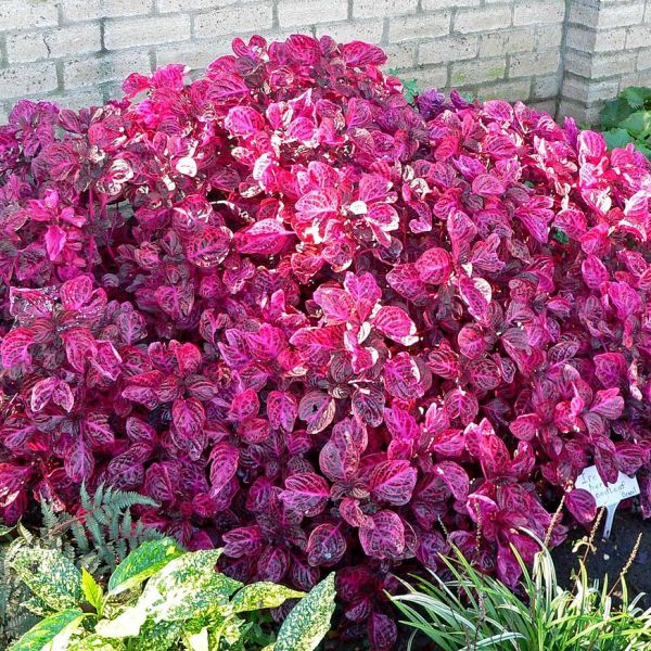 Bloodleaf image