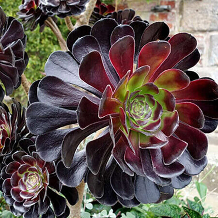 Black Rose Combo 1 (Aeonium arboreum 'Zwartkop') - Stunning Aeonium ...