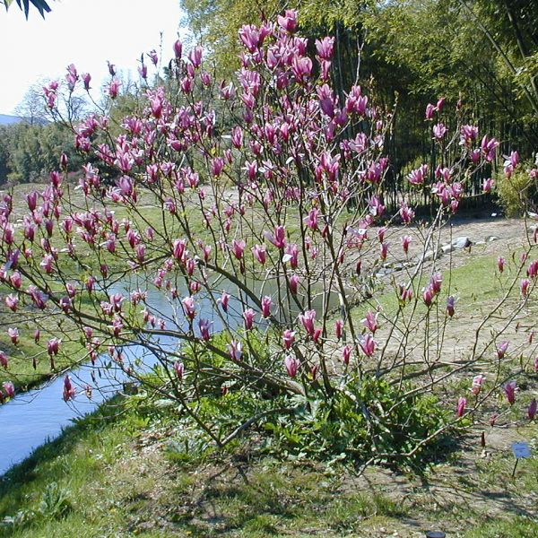 Purple Magnolia image