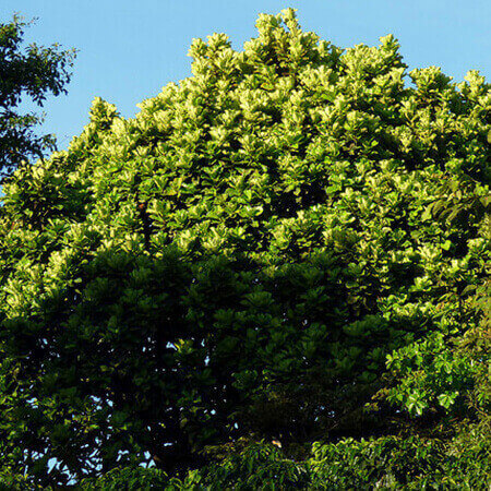 Fiddle Leaf Fig Standard image