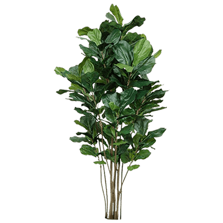 Fiddle Leaf Fig Multi Column image