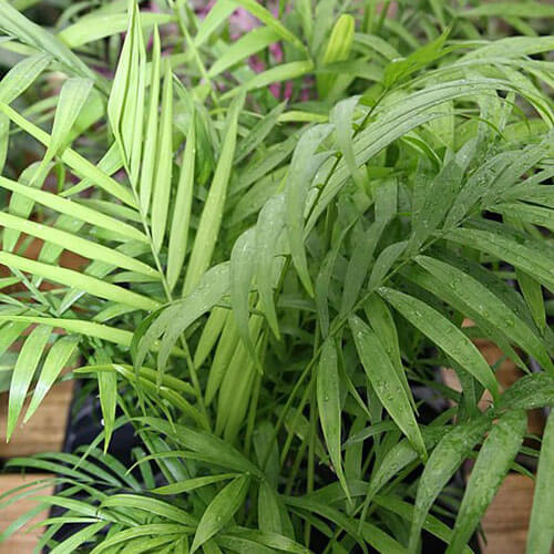 Parlor Palm image