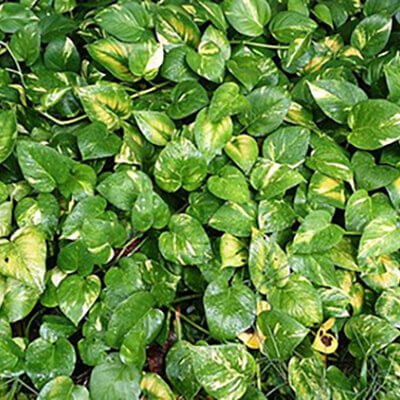Golden Pothos image