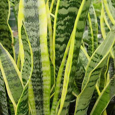 Snake Plant Varigated image