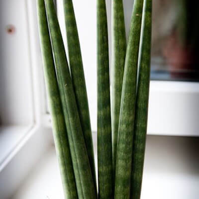 Snake Plant Spear image