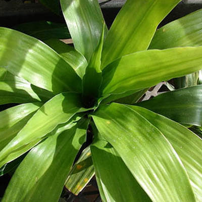 Corn Plant image