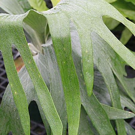 Staghorn Fern Plaque image