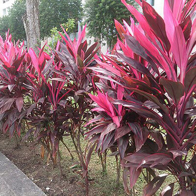 Hawaiian Ti Plant image