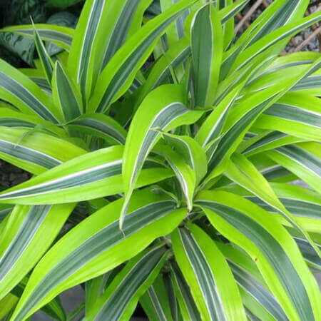 Dracena Lemon Lime image