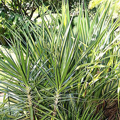 Dragontree image