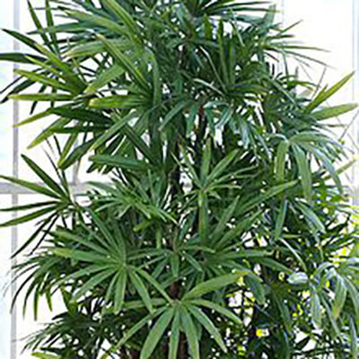 Raphis Palm image