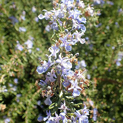 Rosmarinus officinalis 'Primley Blue' - Romarin bleu pour terrain sec
