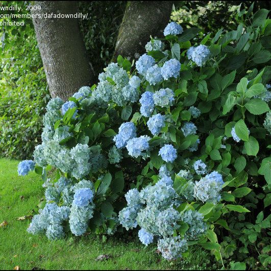 Bigleaf Hydrangea 'Frillibet' image