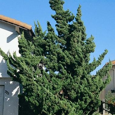 Hollywood Twisted Juniper image