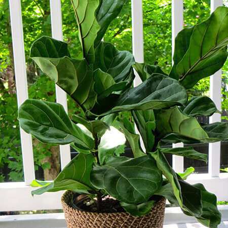 Fiddle Leaf Fig Short image