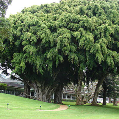 Weeping Fig Standard image