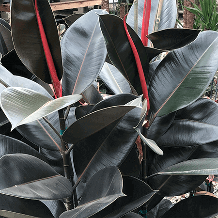 Rubber Plant image