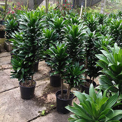 Lisa Dracaena image