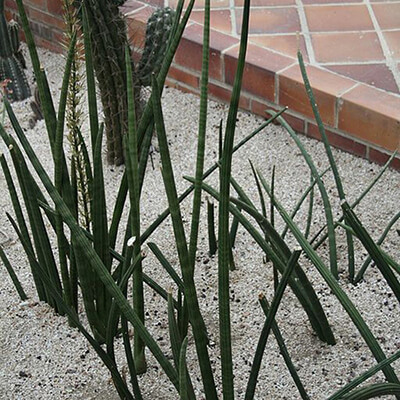 Snake Plant Spear Combo 2 image