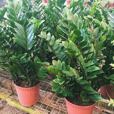 Zz Plant image