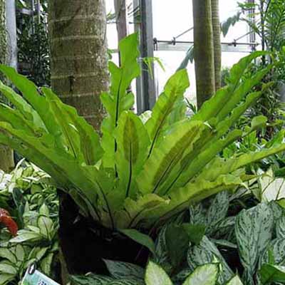 Birds Nest Fern image