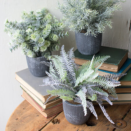 Fern Succulents Round Grey Pots image