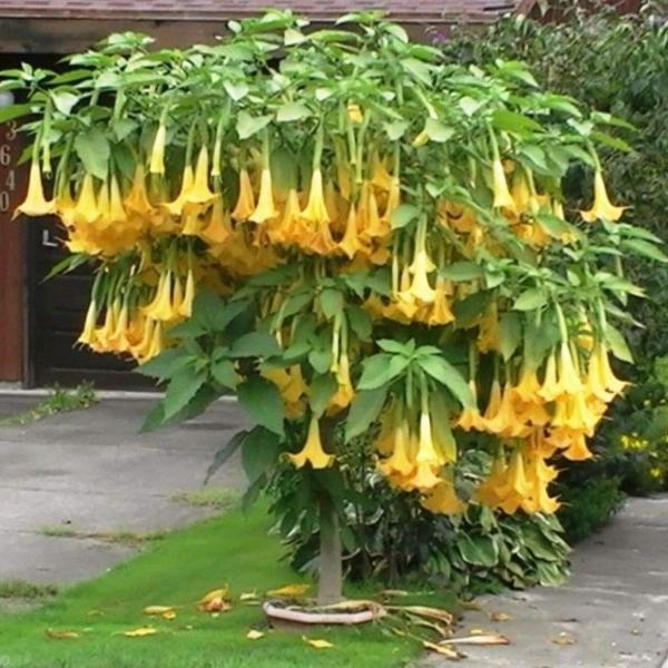 Angel Trumpet image