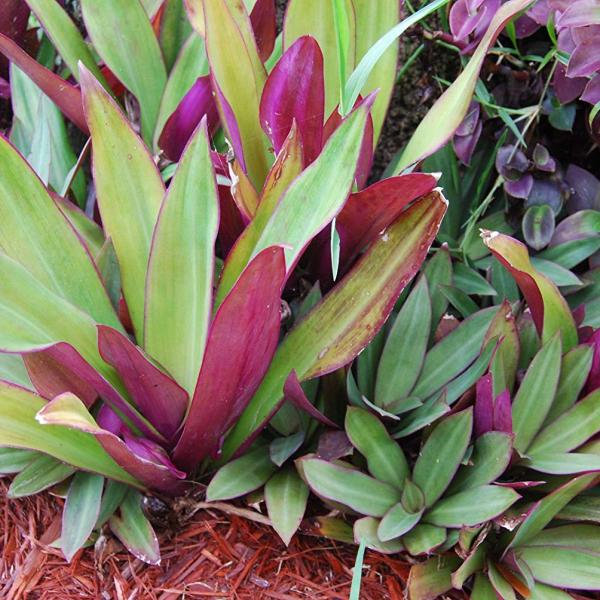 Boat Lily image
