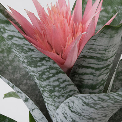 Primera Spineless Bromeliad image