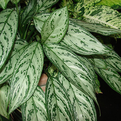 Chinese Evergreen image