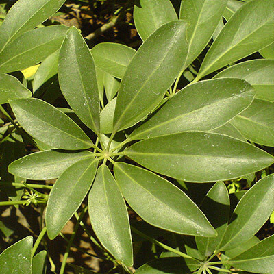 Dwarf Umbrella Tree image
