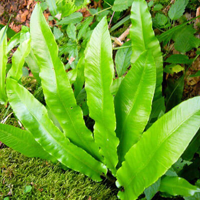 Hart's Tongue Fern image