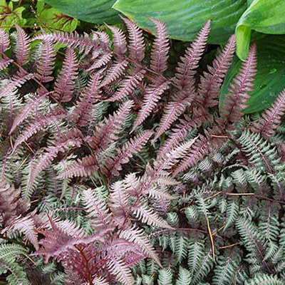 Japanese Painted Fern image