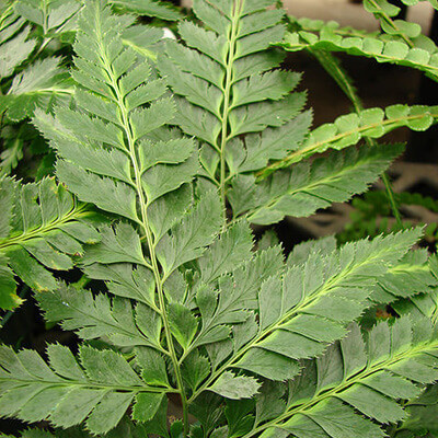 East Indian Holly Fern image