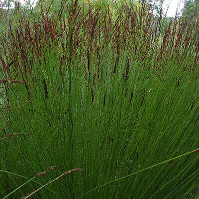 Chondropetelum Tectorum image