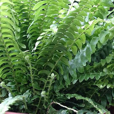 Blue Bell Fern image