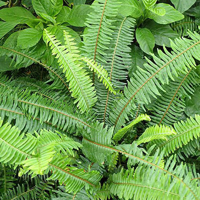 Kimberly Queen Fern image