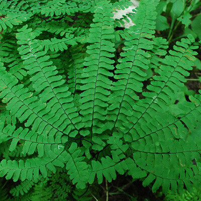 Maidenhair Fern image
