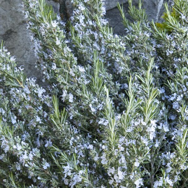 Shop the Arp Rosemary ShrubHub Nursery