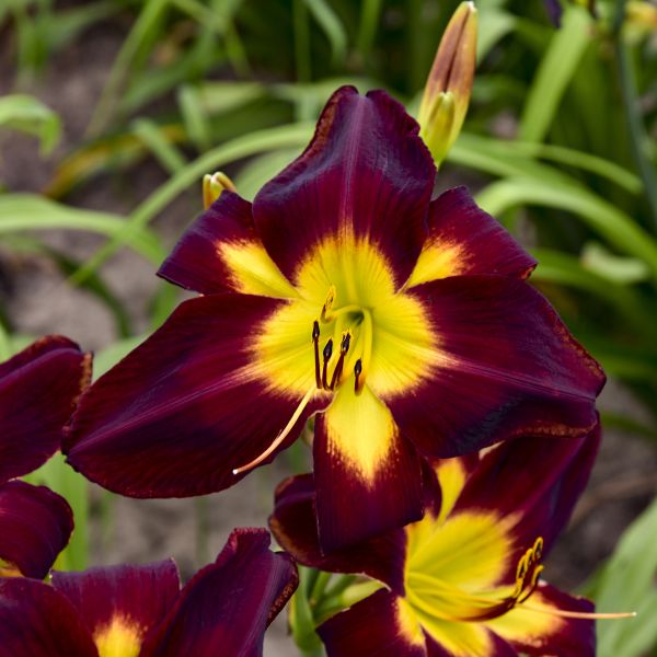 Colorful Daylily Collection image