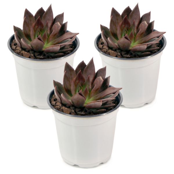 Mini Container With Echeveria image