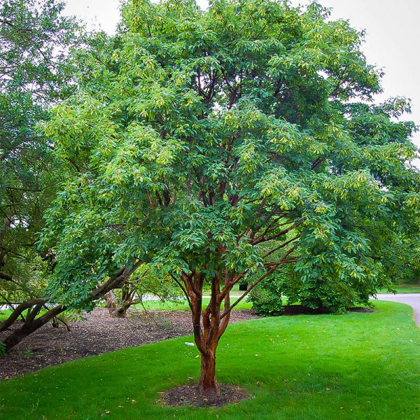 Paperbark Maple image