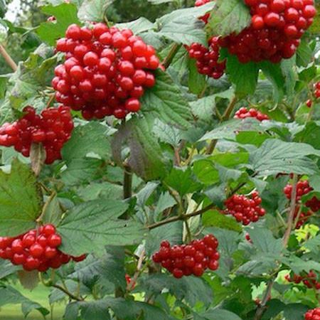 Alaskan Highbush Cranberry image